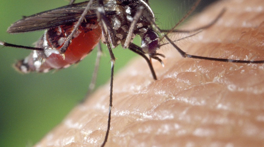 Clicca per accedere all'articolo Casi confermati di dengue con esposizione autoctona, indicazioni generali - Circolare Ministero Salute