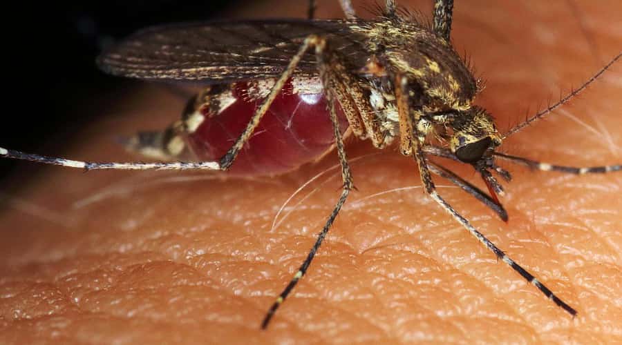 Clicca per accedere all'articolo Sorveglianza e controllo arbovirosi: sintomi e segnali da monitorare IL VIDEO